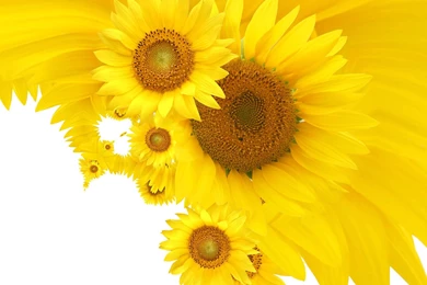 Sunflower Wallpapers Hd Wallpapers ›› Page 0