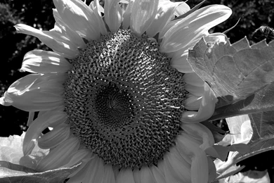 Black White Wallpapers   Barbaras HD Wallpapers