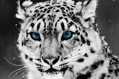 35 Dynamic Black And White Wallpapers For Desktop