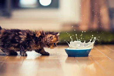 Meng Pet Kitten Daisy Wallpapers 5 － Animal Wallpapers   Free ...