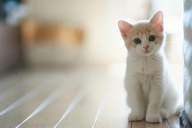 Kitten Wallpapers Mobile