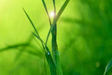 Green Mobile Phone Wallpapers