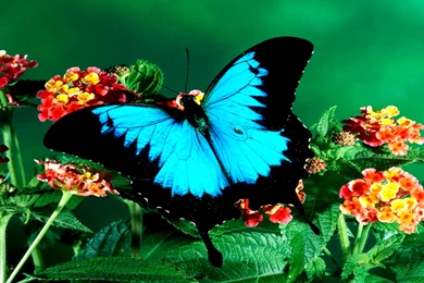 Butterfly Butterfly Images For Facebook – Fine HD Wallpapaper RR
