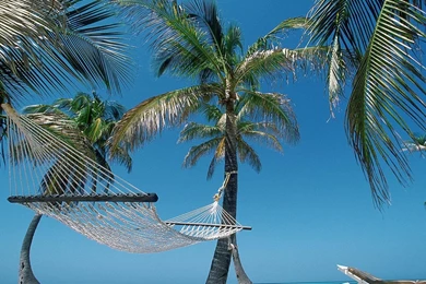 Beach Hammock Palm Trees Belize Wallpapers