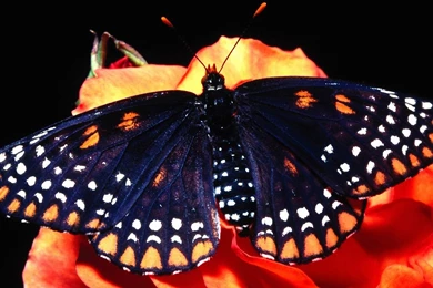 Butterfly Wallpapers Desktop Backgrounds   Free Hd Wallpapers