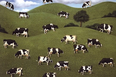 Cattle Desktop Wallpapers