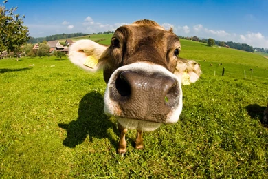 Cattle Desktop Wallpapers (3)