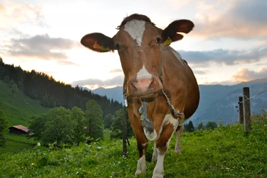 1920x1200 Cow Desktop PC And Mac Wallpapers