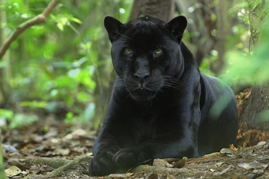 Panthers Belize Wallpapers