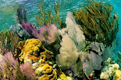 Lighthouse Reef Picture    Underwater Wallpapers    National ...