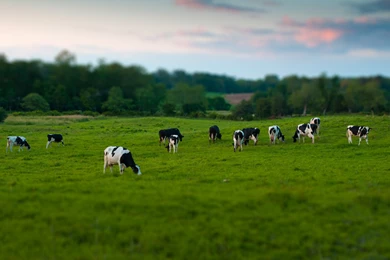 Cow Desktop Backgrounds Wallpapers 11284   Amazing Wallpaperz