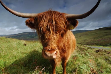 Cow Highland Animals Nature Hd Wallpapers   (