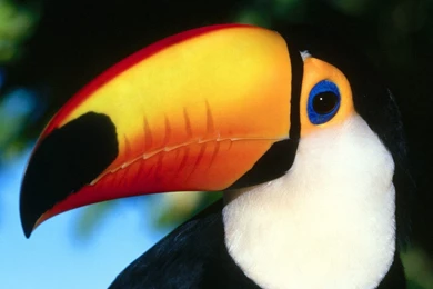 The National Bird Of Belize Wallpapers
