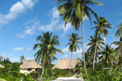 HD Palm Trees And Houses In Belize Wallpapers   New Post Has Been ...