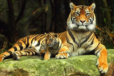 Tiger Wallpapers For Desktop