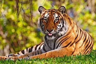 Best Desktop HD Wallpapers   Tiger HD Wallpapers