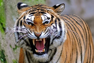 Tiger Images Collection (39+)