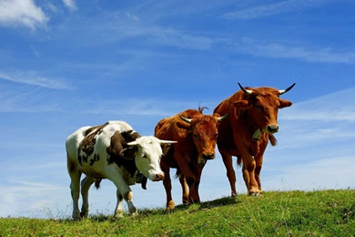 Top Wallpapers Cows Best Cow Wallpapers