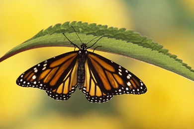 Desktop Big Tiger Wallpapers