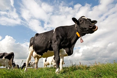 Cow Full HD Pics Wallpapers Attachment 11336   Amazing Wallpaperz