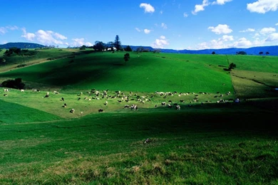 Free Cow Wallpapers Download 58575 Desktop Wallpapers