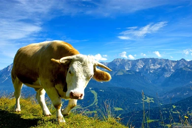 Cow In The Mountains Computer Wallpapers, Desktop Backgrounds ...