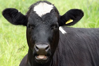 Funny Cow Wallpapers   Wallpapers Cave