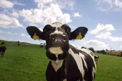 Cow Wallpapers HD 11305   Amazing Wallpaperz