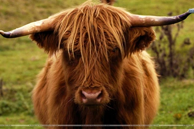 Shetland Cow Scotland Wallpapers