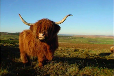 Cow Wallpapers Free Download 58589 Desktop Wallpapers