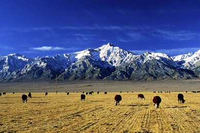 Cows Wallpapers Page 7: Cow Field Animal Steppe Nature Mountain ...