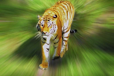 Other: Tiger Tigers Wallpapers For Desktop For HD 16:9 High ...