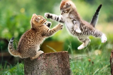 Best Funny Pictures HD Wallpapers Desktop Wallpapers ...