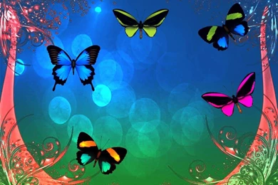 Butterflies In Dreamland   (