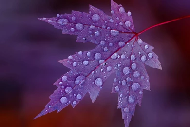 Water Drops HD Wallpapers