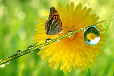 Water Drop Full HD Beauteous Wallpapers Free HD Wallpapers ...