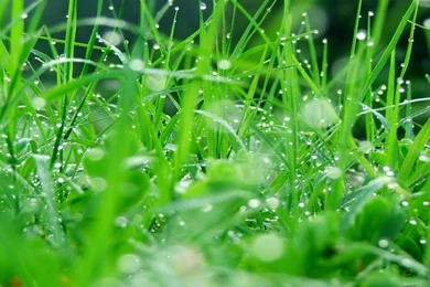 Grass Water Drops Dew HD Wallpapers Wallpapers   (