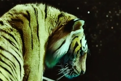 Life Of Pi Movie Posters & Wallpapers In 3D