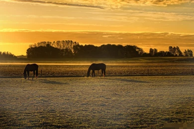 Horses: Horses Glowing Sunset Golden Sky Gold Glow Sun Backgrounds ...