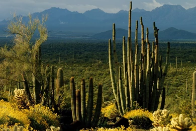 Cactus, Organ, Arizona, Monument, National, Brittlebush ...