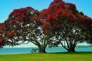 Beautiful Twin Trees Nature Backgrounds Desktop