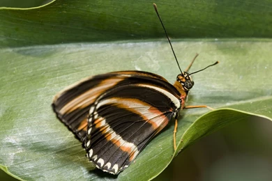 Desktop Wallpapers · Gallery · Animals · Butterfly High Resolution ...