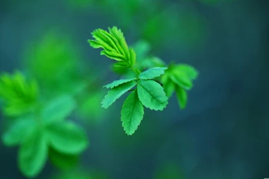 Sombrero Galaxy Mac Wallpapers Download