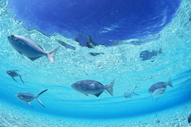 Wildlife Wallpapers HD