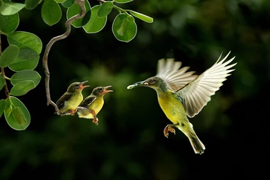 Baby Birds Wildlife Wallpapers
