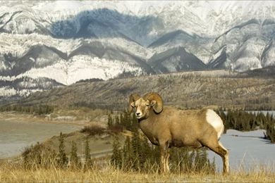 Wildlife Best Standing Marmot (id: 201841) – BUZZERG