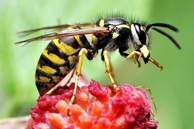 Desktop Wallpapers · Gallery · Animals · Wasp Predator