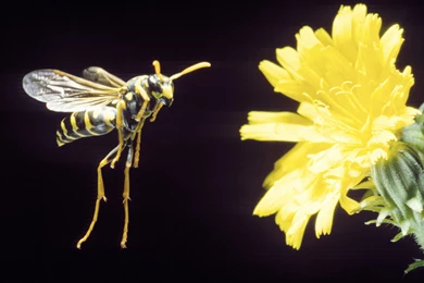 Download Free HQ Wasp Wallpapers   Hqwallbase.pw