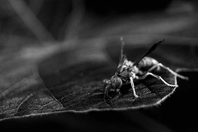 Wasp Wallpapers 1680x1050 By Squiggly On DeviantArt