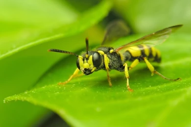 Download Wallpapers 3840x2160 Insect, Wasp, Grass, Surface 4K Ultra ...